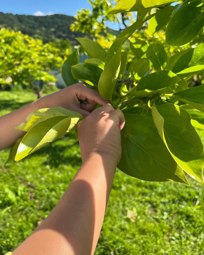 次郎柿の摘果作業の様子