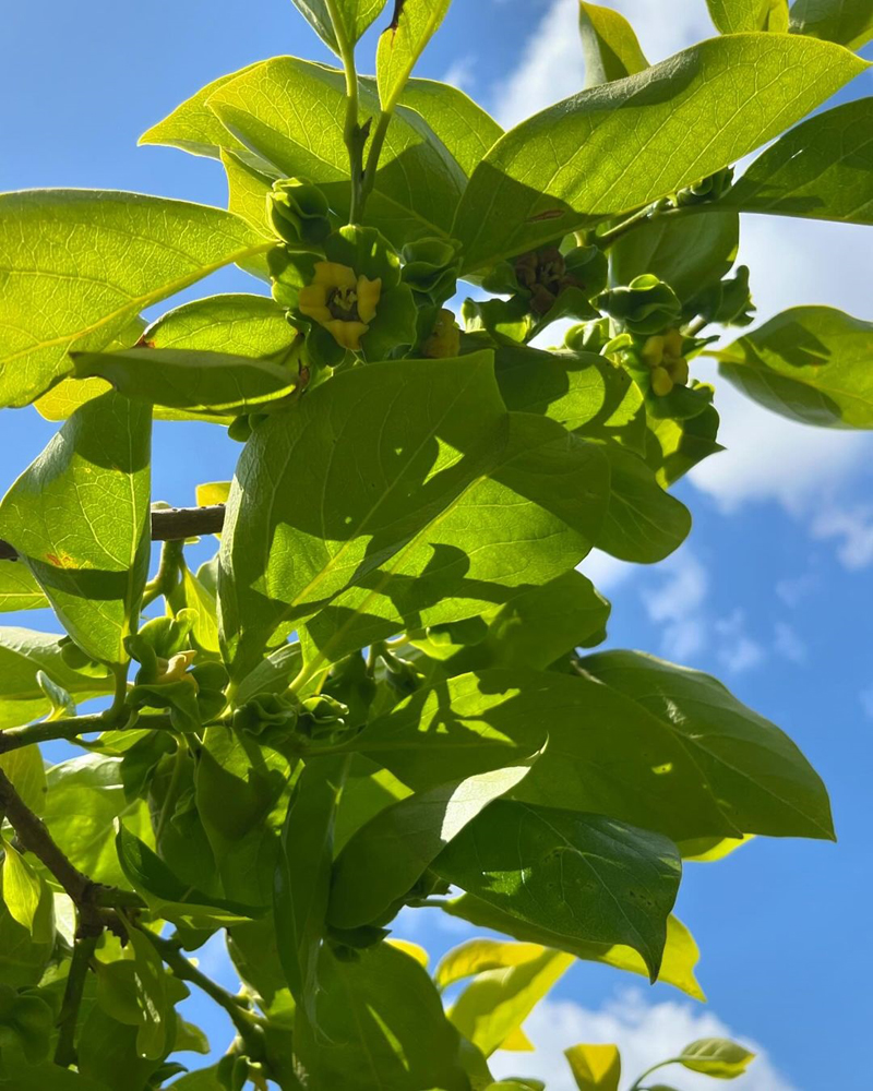 次郎柿の枝を見上げた写真。小さな蕾がたくさんついている。