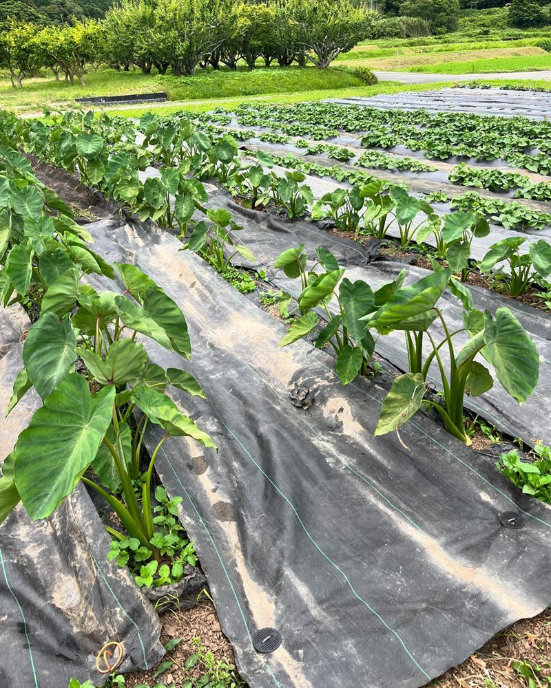 畑の写真。雑草対策として土の上に黒いシートを敷いている
