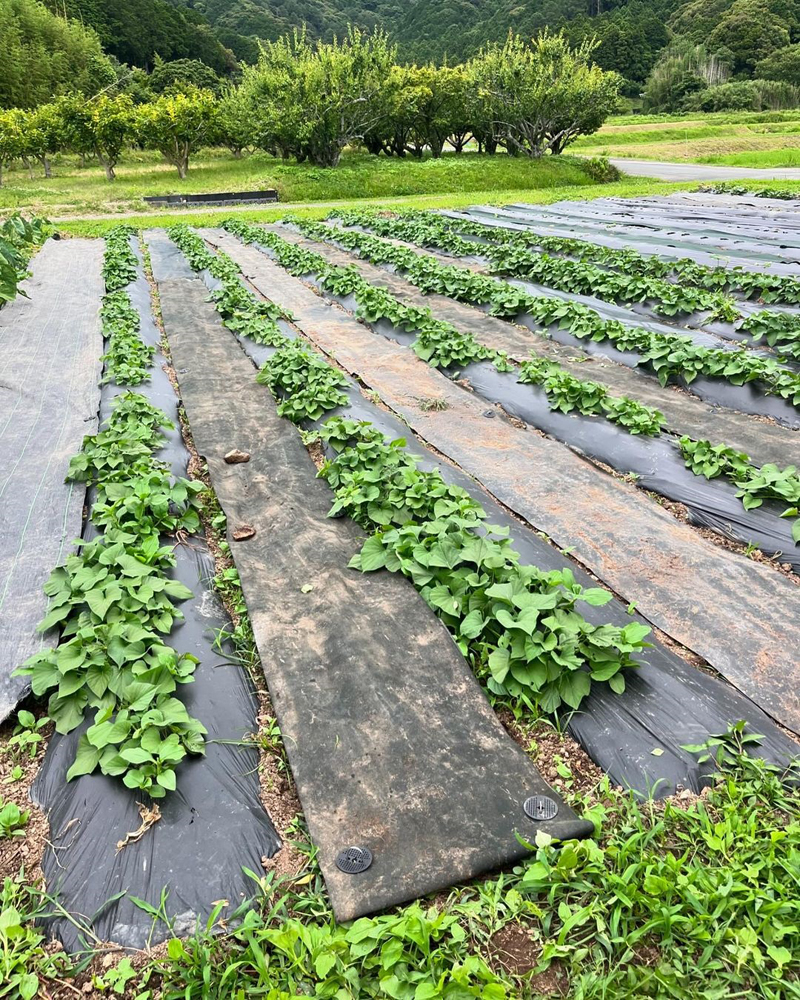 畑の写真。雑草対策として土の上に黒いシートを敷いている