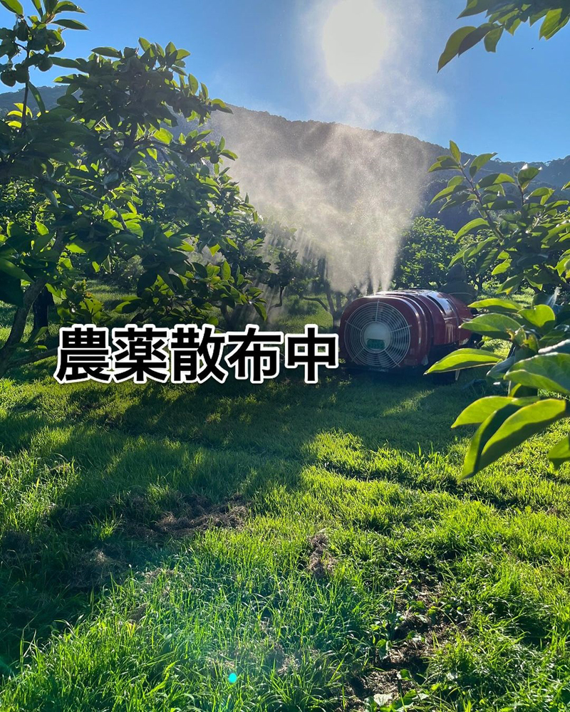 柿畑への農薬散布の様子